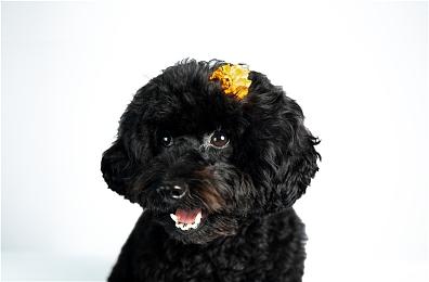 《DOTA2》PGL瓦拉几亚S1 Spirit 3-2 XG夺冠